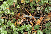 Studánka u Srubu