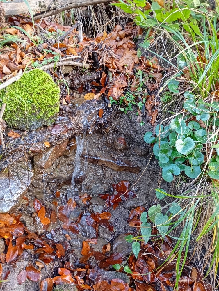 pramen Křinov (15568)
