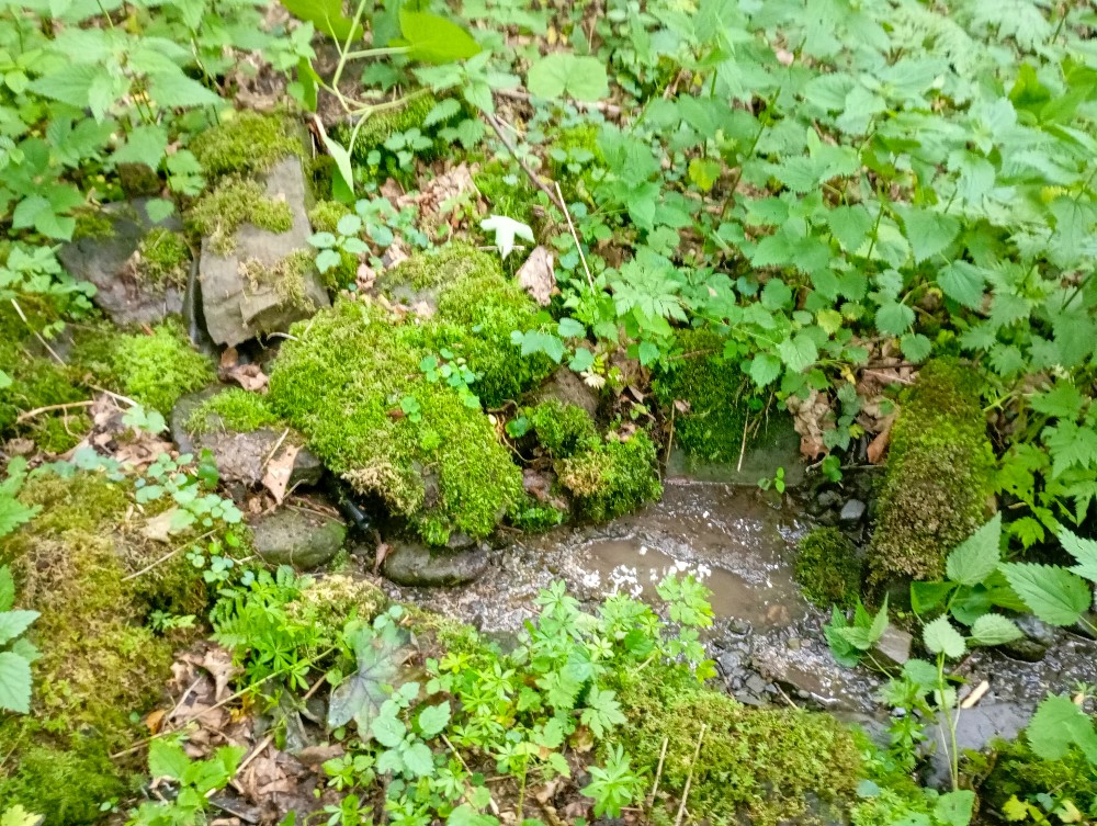 studánka Chlopčíkův pramen (15774) - červen 2026