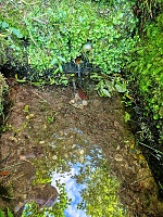 studánka bez jména (15795)