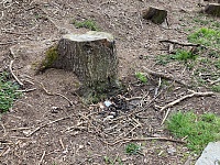 Foto záznam č. 12918 - Lesní studánka