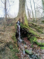 Pod lípou